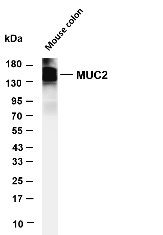 MUC2 (PT0660R) PT® Rabbit mAb