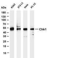 Chk1 (PT0606R) PT® Rabbit mAb