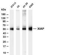 Chk1 (Phospho Ser345) (PT0651R) PT® Rabbit mAb