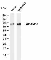 ADAM10 (PT0709R) PT® Rabbit mAb