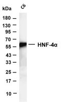 HNF-4α (PT0708R) PT® Rabbit mAb