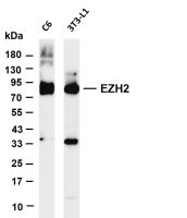 EZH2 (PT0649R) PT® Rabbit mAb