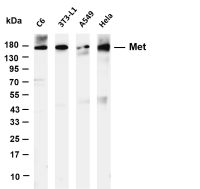 Met (PT0619R) PT® Rabbit mAb