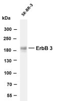 ErbB-3 (PT0593R) PT® Rabbit mAb