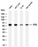 PDI (PT0573R) PT® Rabbit mAb