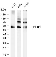PLK1 (PT0679R) PT® Rabbit mAb