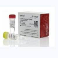 脂质体3000/Lipo3000 L3000015