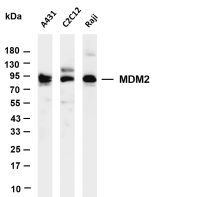 MDM2 (PT0681R) PT® Rabbit mAb