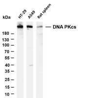 DNA PKcs (PT0572R) PT® Rabbit mAb