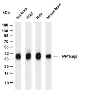 PP1α/β (PT0691R) PT® Rabbit mAb