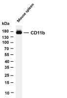 CD11b (PT0631R) PT® Rabbit mAb