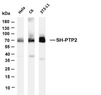 SH-PTP2 (PT0592R) PT® Rabbit mAb