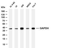 GAPDH (PT0582R) PT® Rabbit mAb