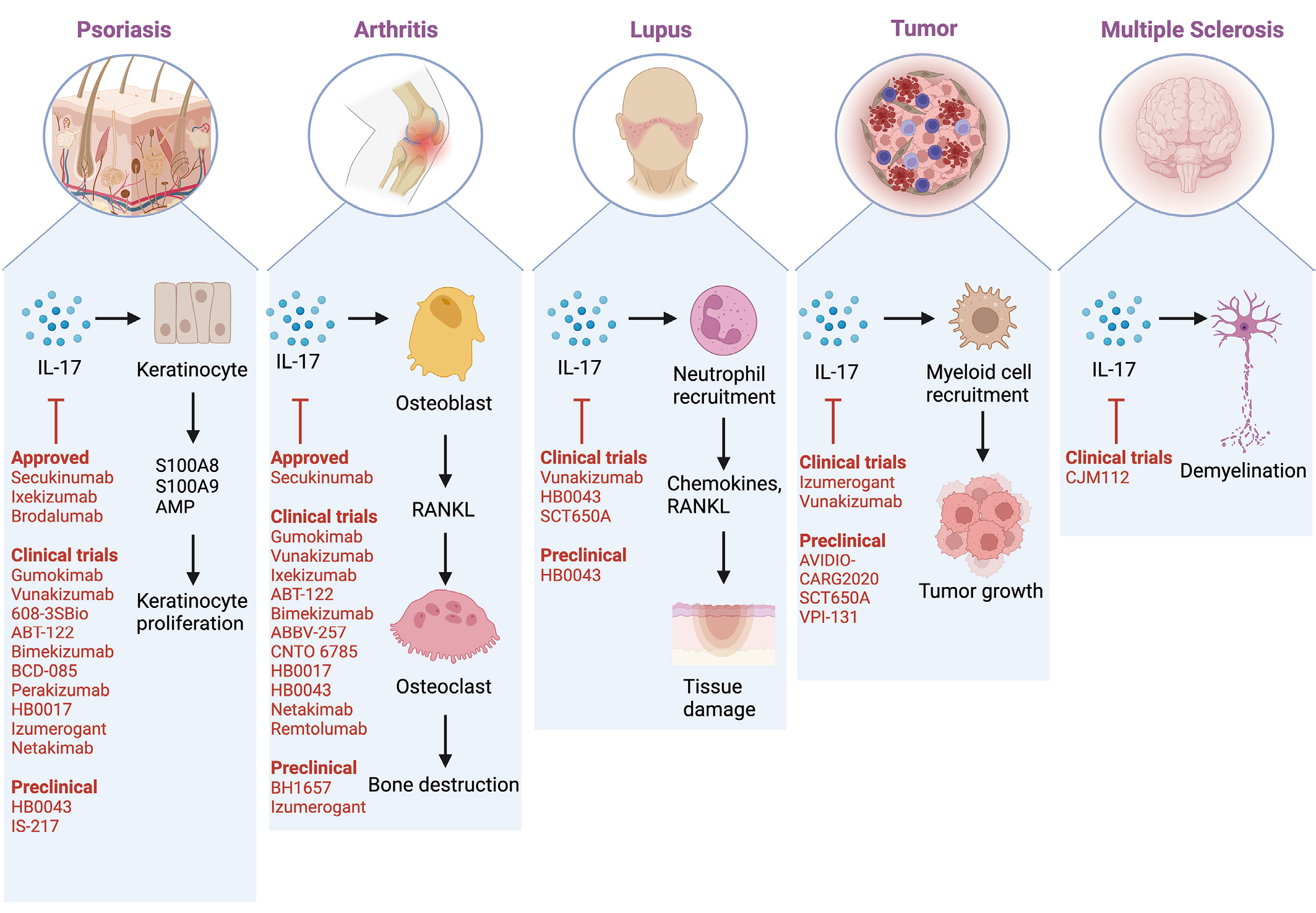 揭秘自免领域的“网红因子”：IL-17，为何成为全球药企争抢的黄金靶点？
