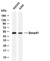 Smad1 (PT0687R) PT® Rabbit mAb