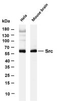 Src (PT0588R) PT® Rabbit mAb