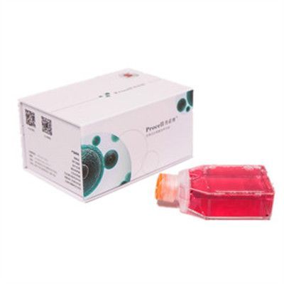 HCT-15-5FU (人结直肠癌氟尿嘧啶耐药株) (STR鉴定正确)