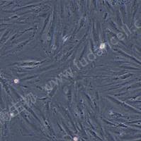 大鼠主动脉平滑肌细胞;A7R5