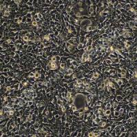 表达SV40T抗原人胚肾上皮细胞;293FT