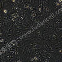 MC3T3-E1；小鼠胚胎成骨细胞前体细胞