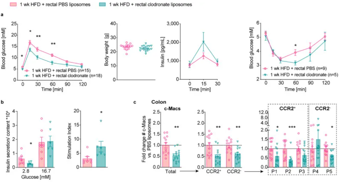巨噬细胞清除小课堂 | 第四课：肠道