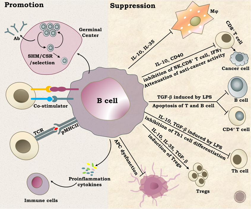 B细胞的体外扩增培养及细胞因子的作用