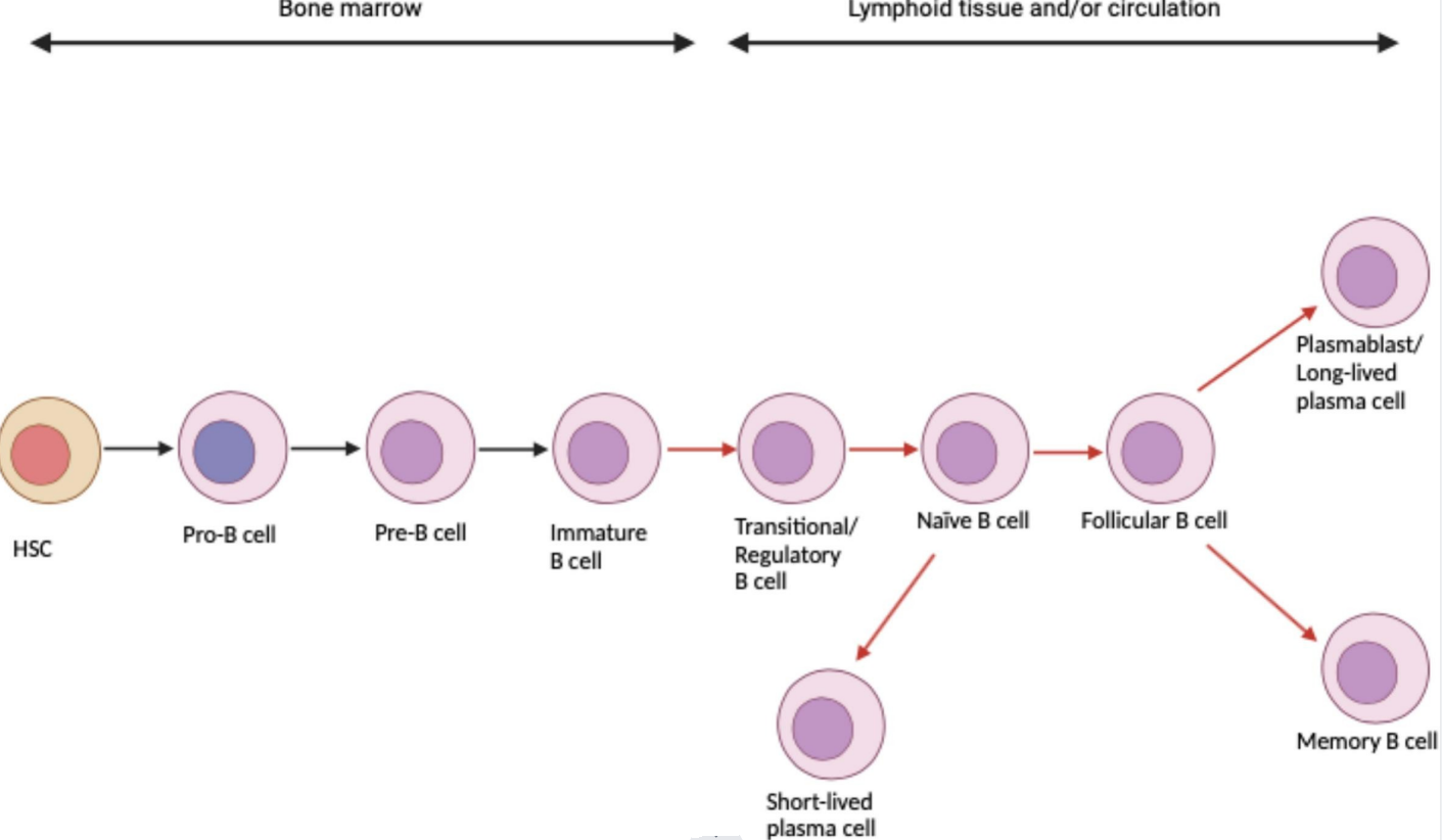 B细胞的体外扩增培养及细胞因子的作用