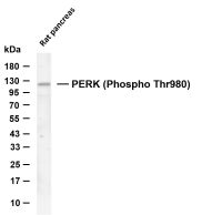 PERK (Phospho Thr980) (PT0868R) PT® Rabbit mAb