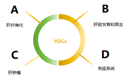 原代肝细胞系列（二）——肝星状细胞（HSCs）
