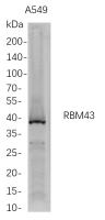 RBM43 (PT0777R) PT® Rabbit mAb