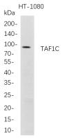 TAF1C (PT0790R) PT® Rabbit mAb