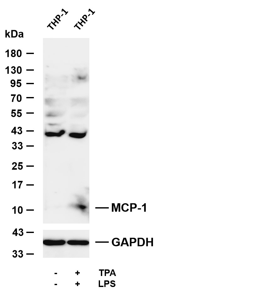 MCP-1 (PT0877R) PT® Rabbit mAb