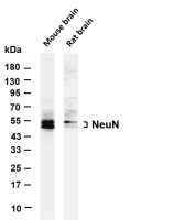 NeuN (PT0847R) PT® Rabbit mAb