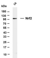 Nrf2 (PT0855R) PT® Rabbit mAb