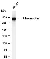 Fibronectin (PT0476R) PT® Rabbit mAb