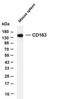 CD163 (PT0856R) PT® Rabbit mAb