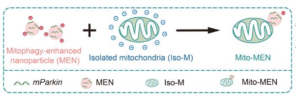 纳米工程化线粒体系统：线粒体疾病治疗新思路