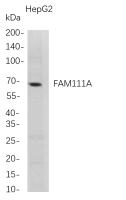 FAM111A (PT0804R) PT® Rabbit mAb