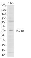 ACTL8 (PT0785R) PT® Rabbit mAb