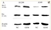 Bax (PT0301R) PT® Rabbit mAb