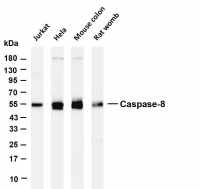 Caspase-8 (PT0719R) PT® Rabbit mAb