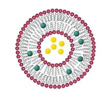 负载甲基泼尼松龙的脂质体被谷胱甘肽和聚乙二醇修饰 MP@Liposome-GSH/PEG