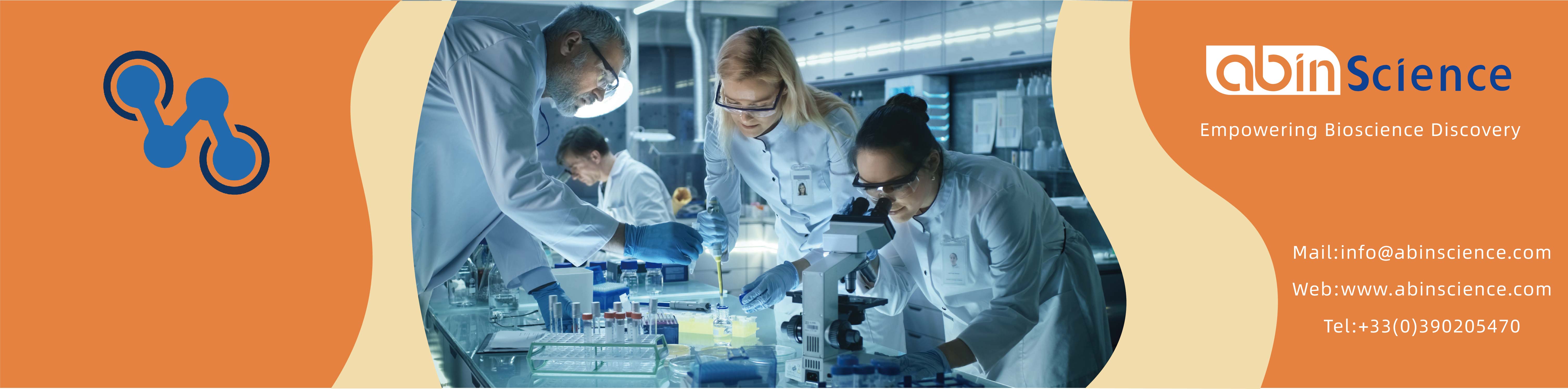 Anti-Human DKK1 Antibody (SAA1