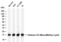 Histone H3 (Mono Methyl Lys4) (PT0735R) PT® Rabbit mAb