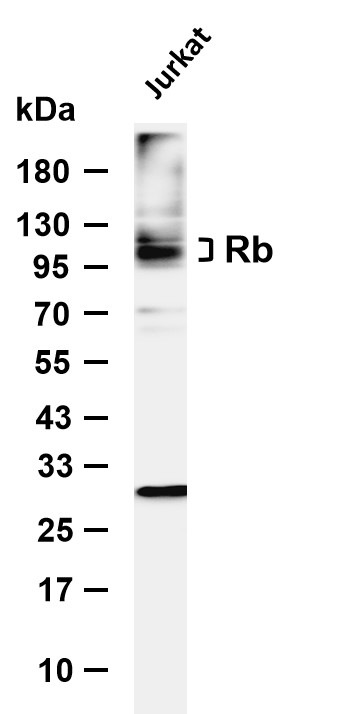 Rb (PT0829R) PT® Rabbit mAb