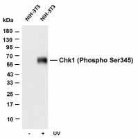 XIAP (PT0653R) PT® Rabbit mAb