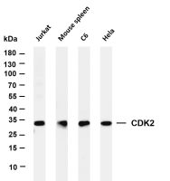 CDK2 (PT0233R) PT® Rabbit mAb