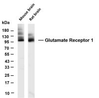Glutamate Receptor 1 (PT0846R) PT® Rabbit mAb