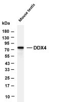 DDX4 (PT0882R) PT® Rabbit mAb