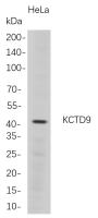 KCTD9 (PT0787R) PT® Rabbit mAb